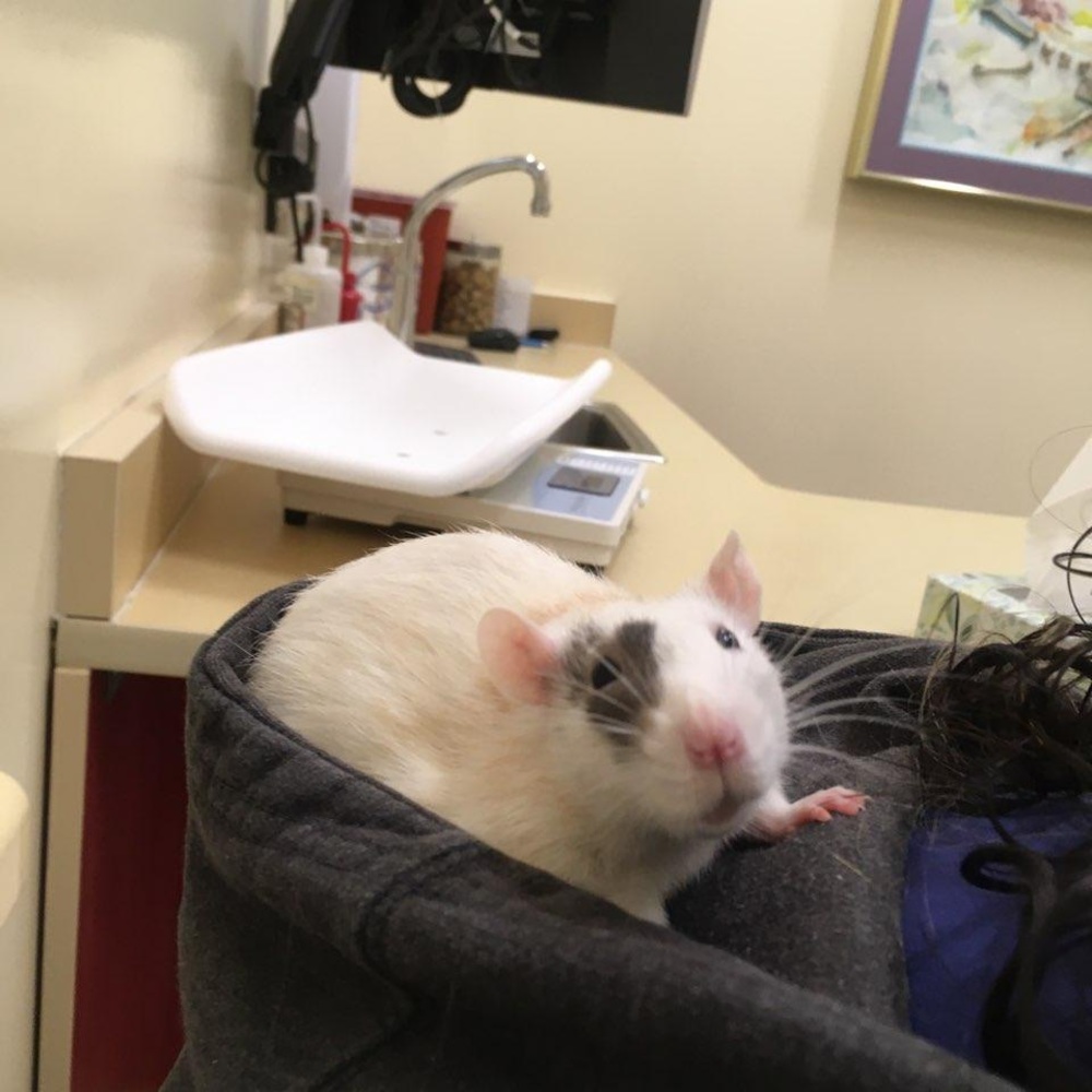 Meet your Posher, Samantha